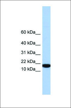 Anti-IL5 antibody produced in rabbit affinity isolated antibody