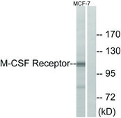 Anti-M-CSF Receptor antibody produced in rabbit affinity isolated antibody