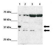 Anti-TRADD antibody produced in rabbit affinity isolated antibody