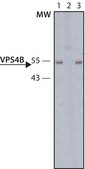 Anti-VPS4B antibody produced in rabbit ~1.0 mg/mL, affinity isolated antibody, buffered aqueous solution