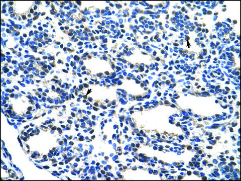 Anti-NRF1 antibody produced in rabbit IgG fraction of antiserum