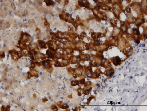 Monoclonal Anti-SRC antibody produced in mouse clone 1B9, purified immunoglobulin, buffered aqueous solution