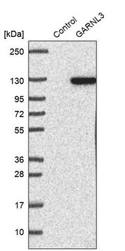 Anti-GARNL3 antibody produced in rabbit Prestige Antibodies&#174; Powered by Atlas Antibodies, affinity isolated antibody, buffered aqueous glycerol solution