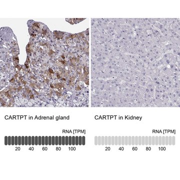 Anti-CARTPT antibody produced in rabbit Prestige Antibodies&#174; Powered by Atlas Antibodies, affinity isolated antibody, buffered aqueous glycerol solution