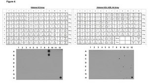 Anti-trimethyl-Histone H3 (Lys4) Antibody, clone 15-10C-E4, Trial Size clone 15-10C-E4, Upstate®, from rabbit
