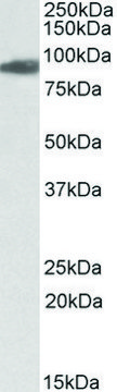 Anti-ACO2 antibody produced in goat affinity isolated antibody, buffered aqueous solution