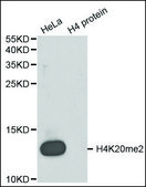 Anti-Histone H4K20me2 antibody produced in rabbit affinity isolated antibody