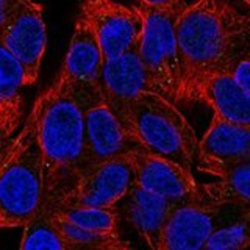 Anti-WDFY2 antibody produced in rabbit Prestige Antibodies&#174; Powered by Atlas Antibodies, affinity isolated antibody, buffered aqueous glycerol solution