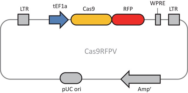 Cas9-RFP Lenti Plasmid