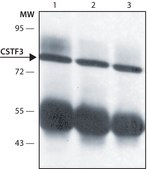 Anti-CSTF3 (N-terminal) antibody produced in rabbit IgG fraction of antiserum, buffered aqueous solution