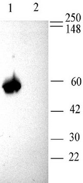 Anti-Calcium Channel Antibody, Voltage Gated &#946;3 Chemicon&#174;, from rabbit