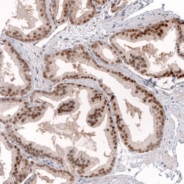 Monoclonal Anti-Greb1 Antibody Produced In Mouse Prestige Antibodies&#174; Powered by Atlas Antibodies, clone CL13859, affinity isolated antibody, buffered aqueous glycerol solution