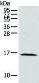 Anti-NUDT10 affinity isolated antibody