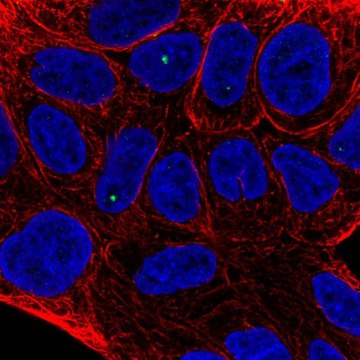 Anti-TIGD2 antibody produced in rabbit Prestige Antibodies&#174; Powered by Atlas Antibodies, affinity isolated antibody