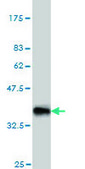 Monoclonal Anti-NODAL antibody produced in mouse clone 5A3, purified immunoglobulin, buffered aqueous solution