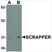 Anti-SCRAPPER (ab2) antibody produced in rabbit affinity isolated antibody, buffered aqueous solution
