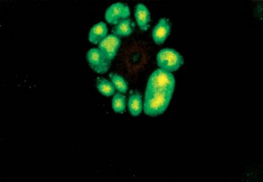 Anti-Cytomegalovirus Antibody, early, clone 5A8.2 clone 5A8.2, Chemicon&#174;, from mouse