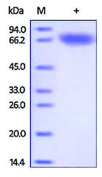 CD71/TFRC/TFR human recombinant, expressed in HEK 293 cells, &#8805;92% (SDS-PAGE)