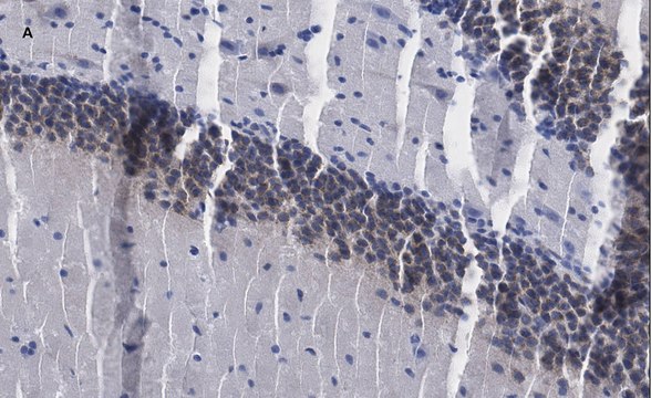 抗-c-Fos抗体，克隆3D10，ZooMAb&#174;兔单克隆抗体 recombinant, expressed in HEK 293 cells