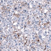 Anti-CD44 antibody produced in mouse Prestige Antibodies® Powered by Atlas Antibodies, clone CL13328, purified by using Protein A, buffered aqueous glycerol solution