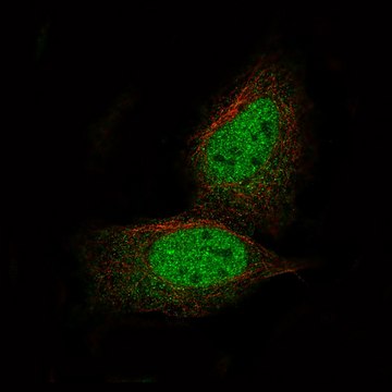 Monoclonal Anti-PRAME antibody produced in mouse Prestige Antibodies&#174; Powered by Atlas Antibodies, clone CL5146, purified immunoglobulin, buffered aqueous glycerol solution