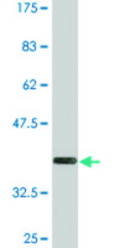 Monoclonal Anti-LAIR1, (C-terminal) antibody produced in mouse clone 2G4, purified immunoglobulin, buffered aqueous solution