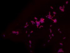 Rhodamine B labeled Polymyxin B Ready Made Solution For fluorescent microbial imaging, 1.1 mg/mL in water