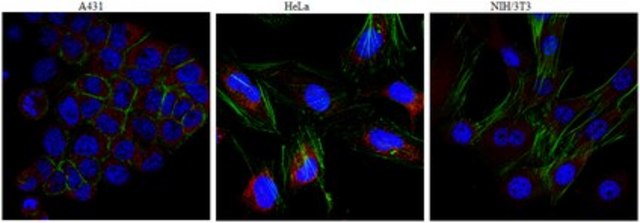 Anti-KIF3A Antibody from rabbit, purified by affinity chromatography