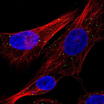 Anti-CTSC antibody produced in rabbit Prestige Antibodies&#174; Powered by Atlas Antibodies, affinity isolated antibody