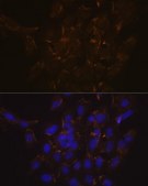 Anti-Phospholipid Scramblase 1 (PLSCR1) antibody produced in rabbit