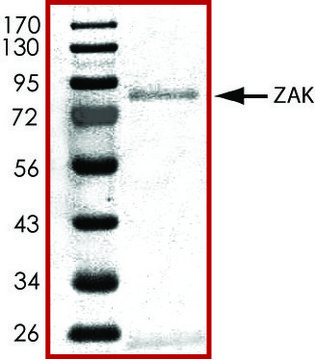 ZAK, active, GST tagged human PRECISIO&#174; Kinase, recombinant, expressed in baculovirus infected Sf9 cells, &#8805;70% (SDS-PAGE), buffered aqueous glycerol solution