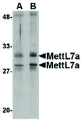 Anti-METTL7A antibody produced in rabbit affinity isolated antibody