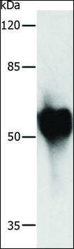 抗-c-Myc标签 兔抗 affinity isolated antibody