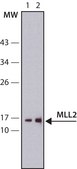 Anti-MLL2 antibody, Mouse monoclonal clone MLL2-A, purified from hybridoma cell culture