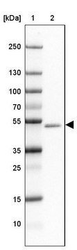 Anti-GABRA1 antibody produced in rabbit Prestige Antibodies&#174; Powered by Atlas Antibodies, affinity isolated antibody, buffered aqueous glycerol solution