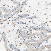 Anti-FCGRT antibody produced in rabbit Prestige Antibodies&#174; Powered by Atlas Antibodies, affinity isolated antibody, buffered aqueous glycerol solution