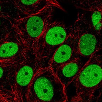 Anti-SMARCC2 antibody produced in rabbit Prestige Antibodies&#174; Powered by Atlas Antibodies, affinity isolated antibody