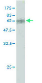 Monoclonal Anti-CDX2 antibody produced in mouse clone 1C7, purified immunoglobulin, buffered aqueous solution