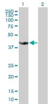 Anti-STOML1 antibody produced in mouse purified immunoglobulin, buffered aqueous solution