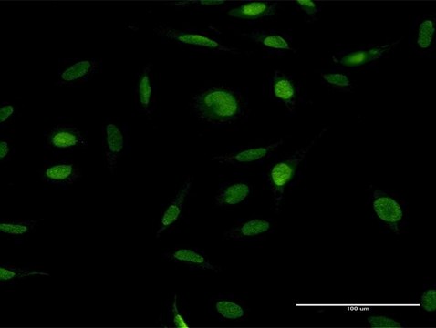 Anti-ZFP42 antibody produced in mouse purified immunoglobulin, buffered aqueous solution