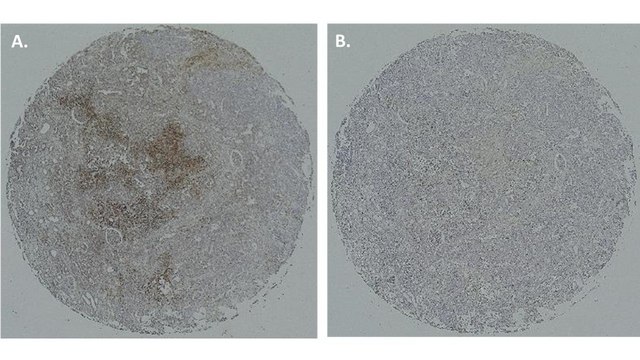 Anti-BST-2 Antibody, clone Mab-c48