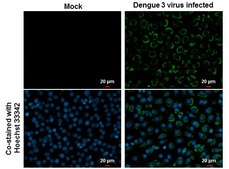 Anti-Envelope protein antibody produced in rabbit affinity isolated antibody, buffered aqueous solution