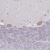 Anti-RC3H2 antibody produced in rabbit Prestige Antibodies® Powered by Atlas Antibodies, affinity isolated antibody, buffered aqueous glycerol solution