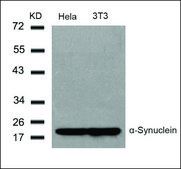 Anti-Snca (Ab-136) antibody produced in rabbit affinity isolated antibody