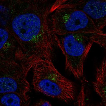 Anti-CCPG1 antibody produced in rabbit Prestige Antibodies&#174; Powered by Atlas Antibodies, affinity isolated antibody