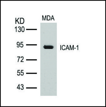 Anti-ICAM1 (Ab-512) antibody produced in rabbit affinity isolated antibody