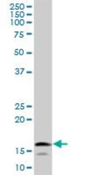 Anti-UBE2L6 antibody produced in mouse purified immunoglobulin, buffered aqueous solution