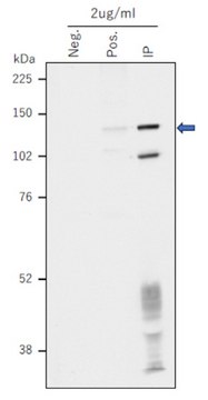 Anti-phospho-TERT (Thr249) Antibody, clone TpMab-3