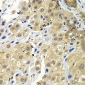 Anti-SGTA antibody produced in rabbit