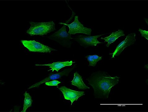 Anti-S100A10 antibody produced in mouse purified immunoglobulin, buffered aqueous solution